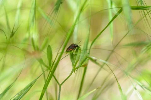 Red bug in the grass Stock Photos