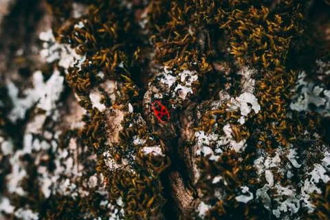 Red Bug on a Grassy Patch Outdoors Fotos de archivo