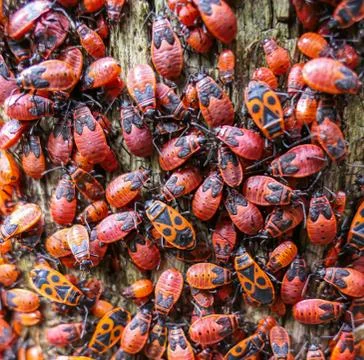 Red bug insects eating old wood Foto stock