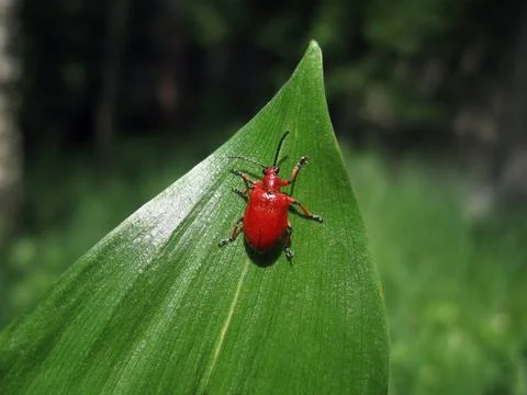 Red bug on leaf Stock Photos
