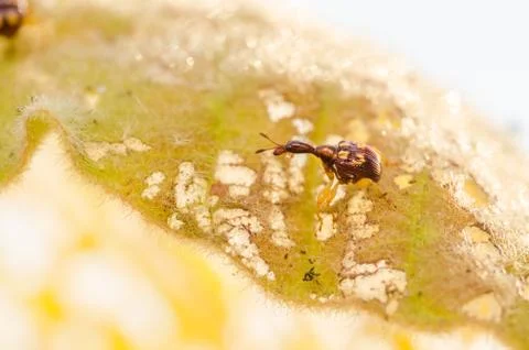 Red bug on the leaf Stock Photos