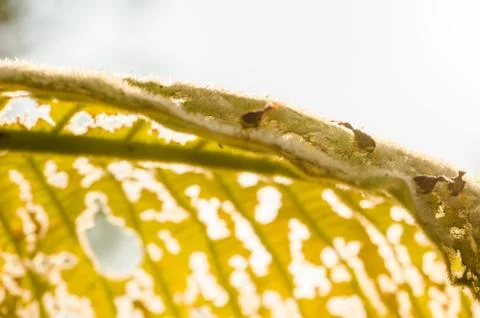 Red bug on the leaf Stock Photos