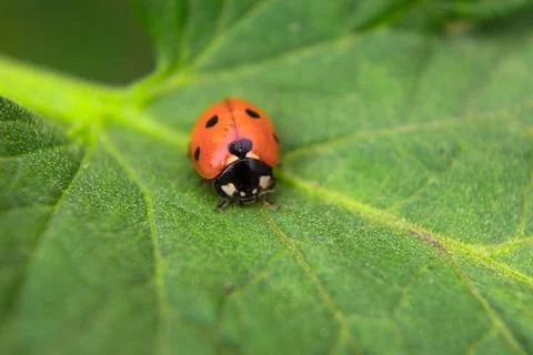 Red bug on a leaf of a plant macro filming. Stock Photos