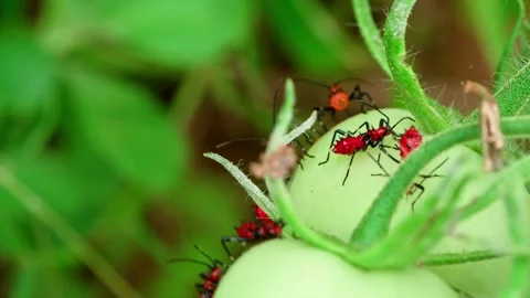 Red bug Leptoglossus zonatus Stock-Footage 305783752