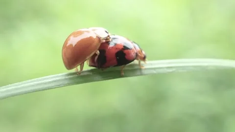 Red bug in nature, insect Stock Footage 295989677