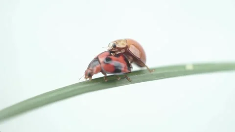 Red bug in nature, insect Stock Footage 295989682