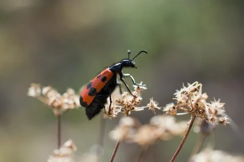 Red bug in the nature Stock Photos