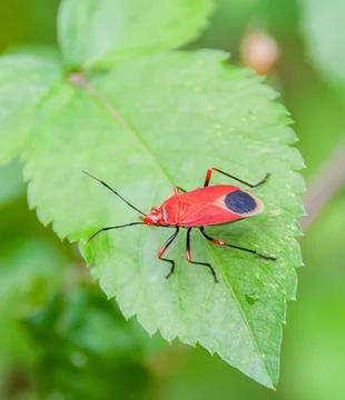 Red bug Stock Photos