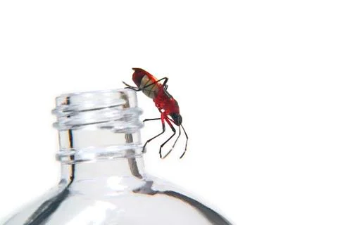 Red bug Stock Photos