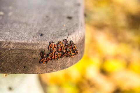 Red bug Stock Photos