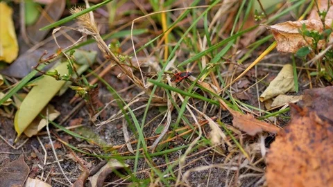Red bug (Pyrrhocoris apterus) crawling on the grass Video stock 69880150