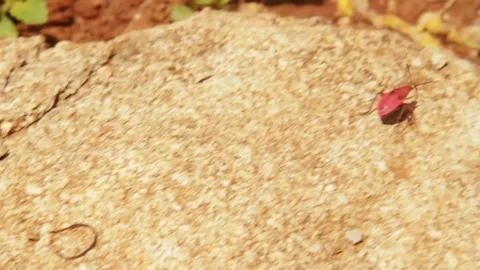Red Bug Scurries over Rocks Stock Footage