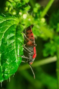 Red bug sitting on the grass leaf extreme close up Stock Photos