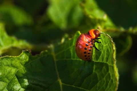 A red bug is sitting on a leaf. The bug is small and has black spots. Stock Photos
