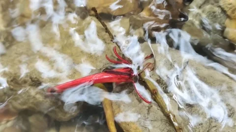 A red bug is sitting on a rock in a stream Stock Footage 278524781