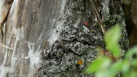 A red bug soldier quickly runs along the bark of a tree and seeks refuge. Stock Footage 130216413