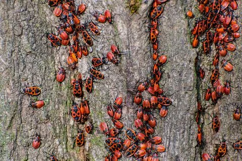 Red Bug Spilostethus pandurus. Red soldier beetle on wood. Stock Photos