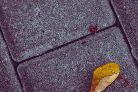 Red bug on a stone tile with a yellow leaf Stock Photos