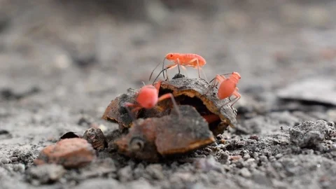 Red bug sucking out nutrients from fruits. red bug, ants, insects. Video stock 121169945