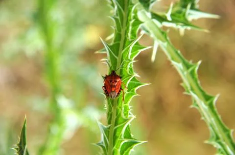 Red bug on a thorn Stock Photos