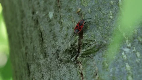 Red Bug on a Tree Stock Footage 79946694