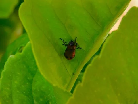 Red bug under a leaf Stock Photos