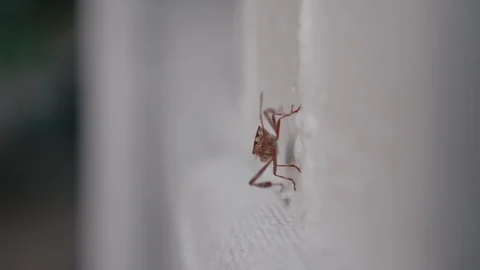 A red bug walking on a white wall to right of the frame Stock Footage 116229939