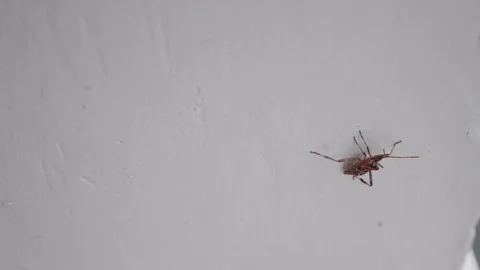 Red bug on a white column - medium wide Stock Footage 116230031