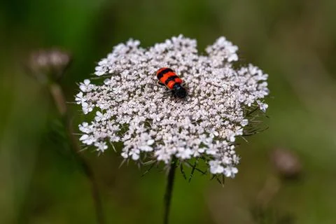 Red Bug on White Flower Foto stock