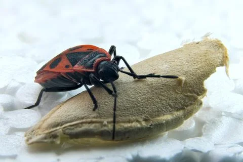 Red bug wingless Foto stock