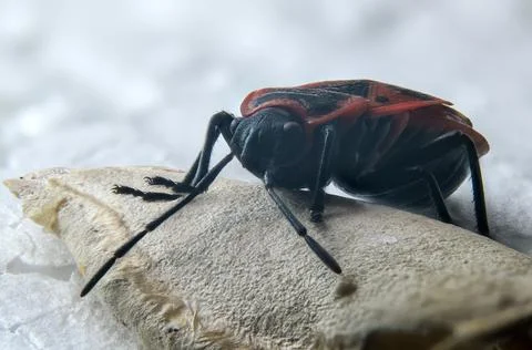 Red bug wingless Foto stock