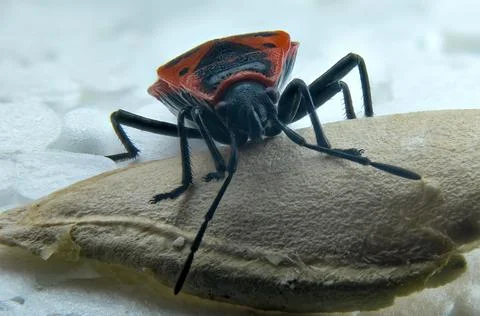 Red bug wingless Stock Photos