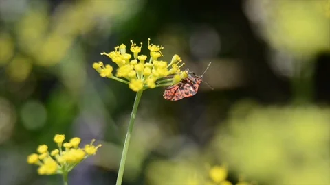 Red bug on yellow flowers Stock Footage