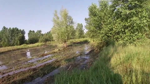 Red buggy ride through the swamp Stock Footage 159353596