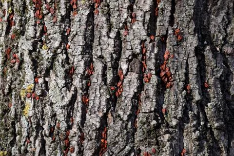 Red bugs bask in the sun on tree bark. Autumn warm-soldiers for beetles Stock Photos