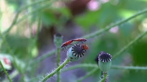 Red bugs. Beetles sit on poppy boxes. Stock Footage 83492742