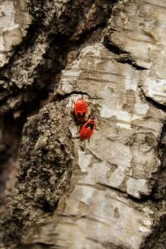 Red bugs on birch bark Stock Photos