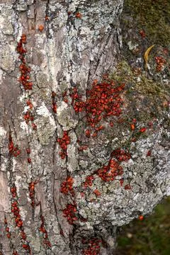 Red bugs crawl on the bark of a tree. Foto stock