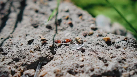 Red bugs crawl under the sun on the rocks. Close-up shooting of crawling insects Stock-Footage 200029173
