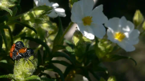 Red bugs Stock Footage 35745442