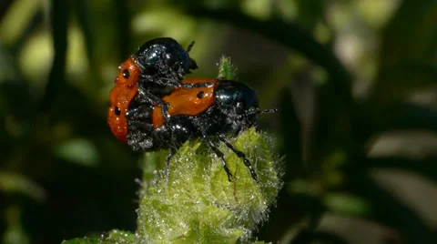 Red bugs Stock Footage 35745538