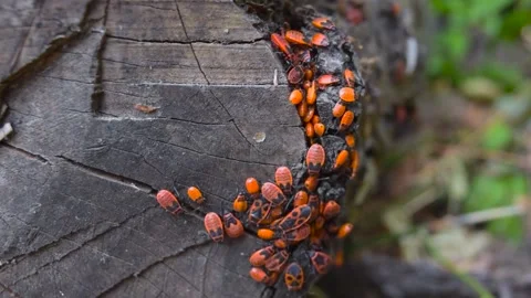 Red Bugs in Forest Stock Footage 142596754
