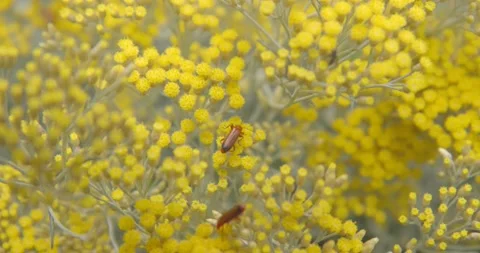 Red bugs on fully bloom Helichrysum italicum plant Video stock 134390516