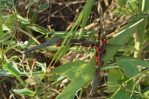 Red bugs in the grass. Foto stock