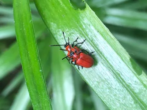 Red bugs mating on a green leaf Stock Photos