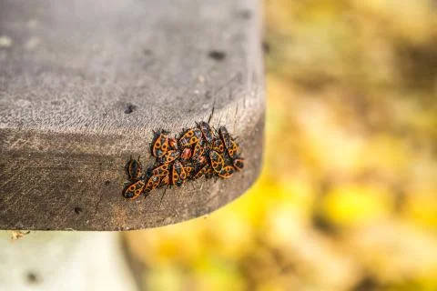 Red bugs Stock Photos