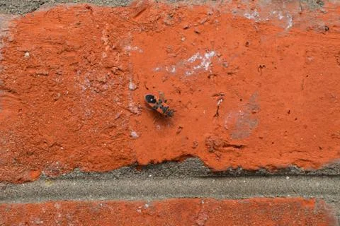 Red bugs Foto stock