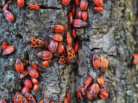 Red bugs population grownup when summer coming Stock Photos
