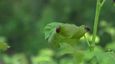 Red bugs scrawl on green leaf of plant in park on summer day Stock Footage 139443559