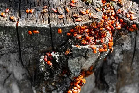 Red bugs sit on the bark of a tree, photographed with a shallow depth of fiel Stock Photos